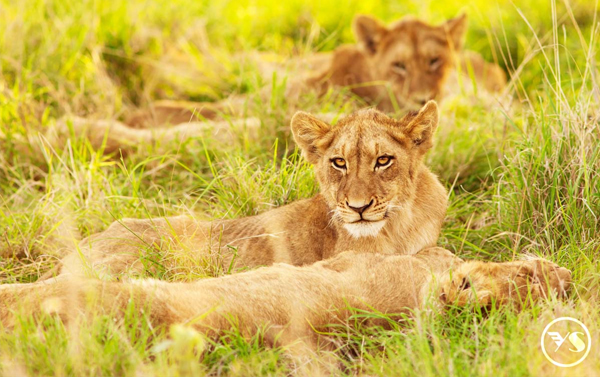 「非」玩不可~精彩雙國 史瓦帝尼、南非獵遊13+1天