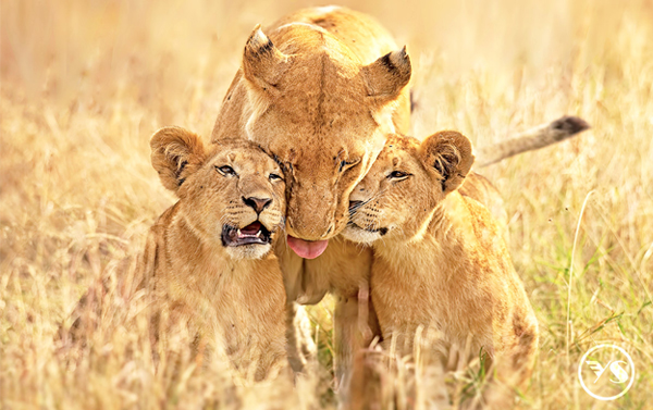 【阿聯假期】夢想啟航~肯亞遊獵探險10日(EK) 
