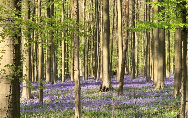 紫愛荷比盧-歐洲最美雙花海10天-三大遊船、天堂書店、紫色森林、荷蘭森林公園、盧森堡城堡纜車~時尚之旅